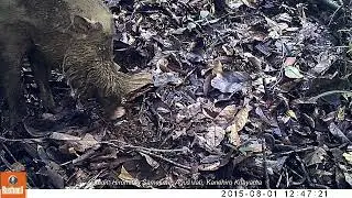 Bornean bearded pig/ Babi berjenggot (Sus barbatus)