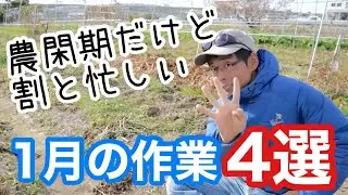 【自然農】自給農家庭菜園1月の畑作業4選《無農薬/無施肥/冬/ビニールハウス/農具/農機具/手入れ》