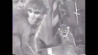 Meet The First Monkeys in SPACE! Able and Baker!