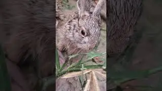 my rabbi pillu shaitan ki bate #shortvideo #rabitavlog #shortsfeed #pets
