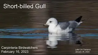 Short-billed Gull: Carpinteria Birdwatchers meeting for 2023-02-16