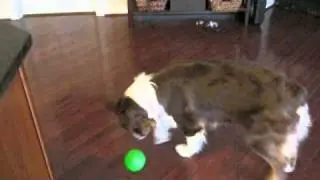 Cassie & the Starmark Everlasting Fun Ball Dog Toy!
