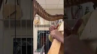 SOLD!!  Harp for Sale: Marie 24 pre-owned Therapy Harp