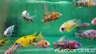 OB Peacock Cichlid 2