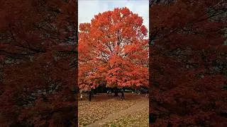 Foliage appreciation in Prospect Park Brooklyn 🧡🍂🍁 #foliage #fallseason #autumncolors #colors #short