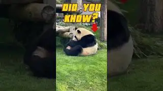 Fun Facts About Pandas 🐼#Panda #FunFacts #Wildlife #Conservation #Nature #China #CuteAnimals