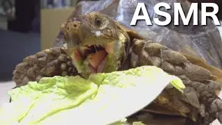 The sound of a tortoise eating Chinese cabbage