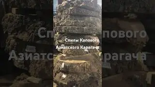 Торцывые Спилы и Корни