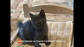 WINVN &ndash; Natural Pet Bed | Large-Scale Factory & Production Process