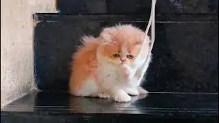Funny Cat Baby  /  Cute  Kittens Funny Cats videos Beautiful  /  Confused Cat Reacts