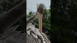 Pink-backed pelican preening in the hippo exhibit at Zoo Beauval