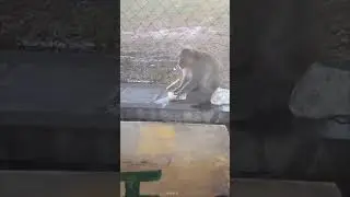 #monkey #monkeyantics #funny #monkey #monkeysspinningmonkeys #cute