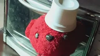 COCINANDO CON ROKY