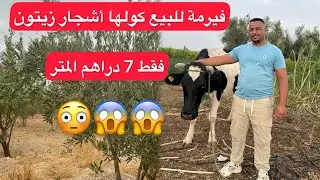 فيرمة فيها أشجار زيتون وأشجار الوز فيها منزل العساس فقط 7 دراهم المتر فيها أكتر من 2000 شجرة زيتون🫒 