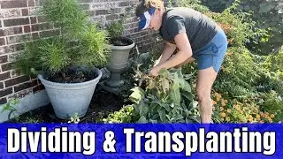 🌺 Side Garden Chores: Planting Daffodil Bulbs, Transplanting & Dividing Perennials on a Budget