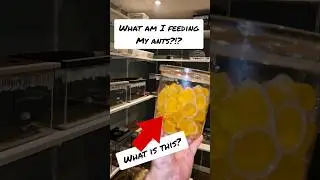 What do I feed to my ant colonies?