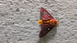 Orange Tipped Oakworm Moth is Stunning! Oviedo, Florida
