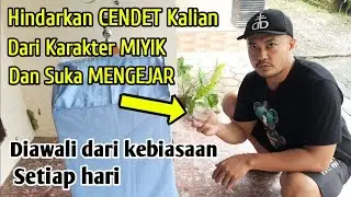 CARA MEMBERIKAN PAKAN JANGKRIK PADA CENDET YANG BENAR