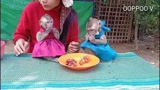Monkey Janny  shally  thank mom for breakfast / Janny Joining eat breakfast with sister Shally