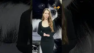 Lytricia fick 20 hundbett och sin hund ihj&auml;lbiten i S&ouml;dert&auml;lje