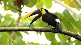 Animal habitat in tropical rain forests.