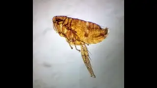 Artrópodos Parásitos: Morfología, características y taxonomía