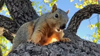 Cracking almonds in shell at breakfast with GG the Squirrel