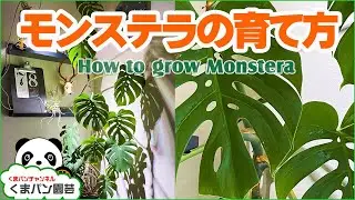 わかりやすい！モンステラの育て方すべて【くまパン園芸】