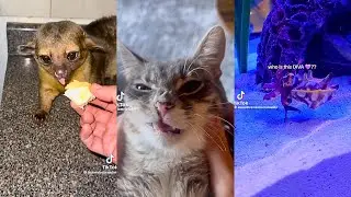 animal tiktoks full of bizarre creatures