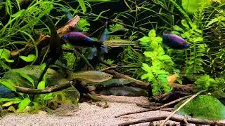 Black Emperor Tetra, Male Territorial Display