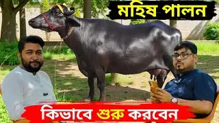 মহিষ পালন কিভাবে শুরু করবেন।