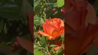 First flush of floribunda rose livin easy in my garden |Spring 2024