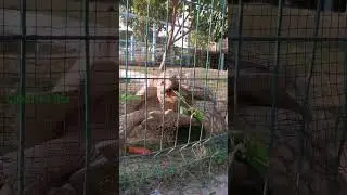 Animals @Baladna Park #youtubeshorts #shorts #qatar #viral