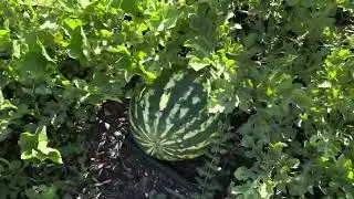 12 Week Market Garden No Till No Dig Garden Update and Tour