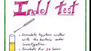 Indole Test Procedure