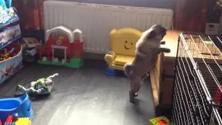 Scamp the pug barking and jumping at the TV, so funny