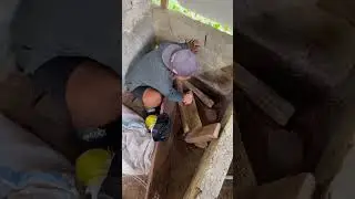 Pagi-pagi cek kondisi ayam hutan dan cari jangkrik buat makanannya🤤 #347 #KOOKIKO