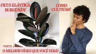 Ficus Elástica Burgundy: tudo o que você precisa saber! Sincerão!