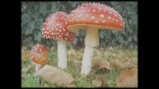 Characteristics of Fungi; Hyphae,Mycellium,Rhizomorph,Haustoria,Mychorrhiza|Ataur's special Biology