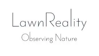 LawnReality - Original Music - Observing Nature