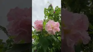 Nature&rsquo;s Color-Changing Wonder &ndash; Hibiscus Mutabilis Timelapse 🌸#timelapse #naturebliss #shorts