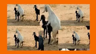 Young goat meet love you animals videos #zooanimals 