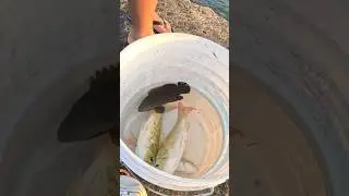 FISH RELEASE ME 😂😹🐟🇵🇼#fishing #micronesia