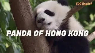Panda of Hong Kong