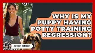Why Is My Puppy Having Potty Training Regression? - Obedient Dog Guide