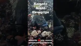 Komodo Giant Sweetlips #underwater#dive#scuba#giant#sweetlips#komodo#indonesia#wildlife#marine#viral