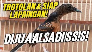 DI SINI TEMPATNYA! MURAI TROTOLAN PROSPEK DAN SIAP LAPANGAN DIJUAL SADIS!