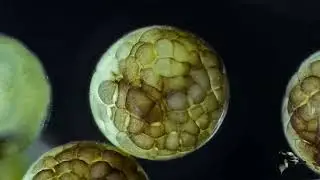 Xenopus laevis embryonic development from single cell stage to late blastula stage
