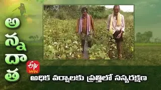 అధిక వర్షాలకు ప్రత్తిలో సస్యరక్షణ | Heavy rain damage in Cotton & Protective measures | ETV