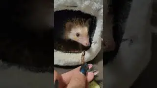 #shortsclip #shortscraft #youtubeshortsclip #shortscookingvideo #youtuberlikes #shortstiktok #animal